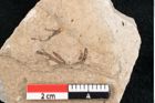 Foto (Detailansicht) von Cystoseira communis Unger (NHMW-GEO-2024-0188-6641)